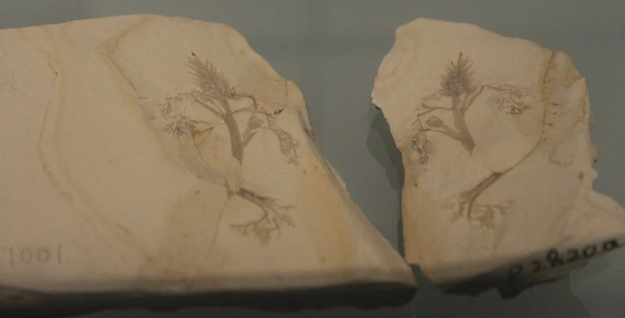 Archaefructus sinensis fosilinin fotoğrafı; bilinen en eski angiosperm fosil kayıtlarından biri, Çin