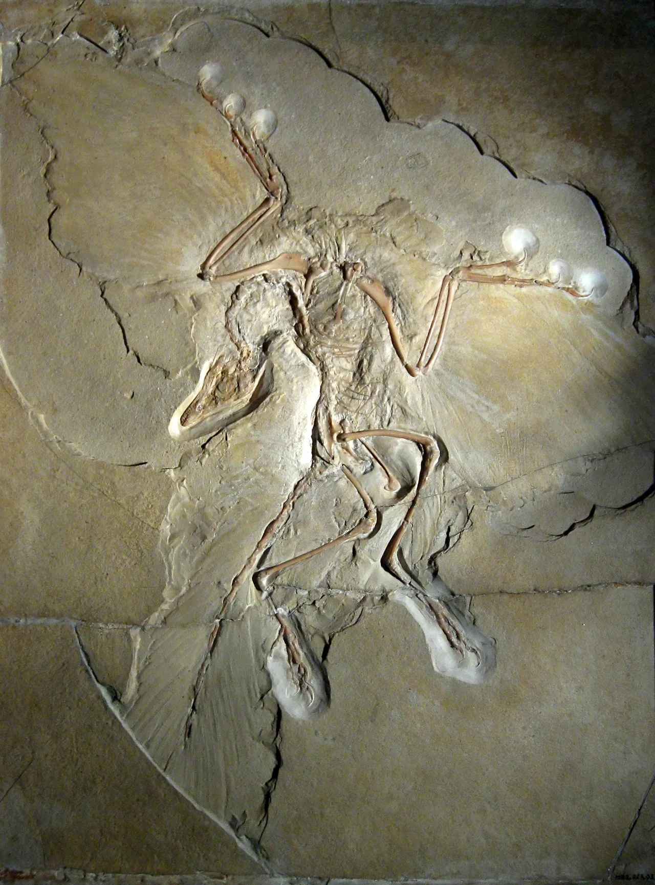 Berlin Archaeopteryx spesimeninin fotoğrafı, Natural History Museum Berlin koleksiyonu