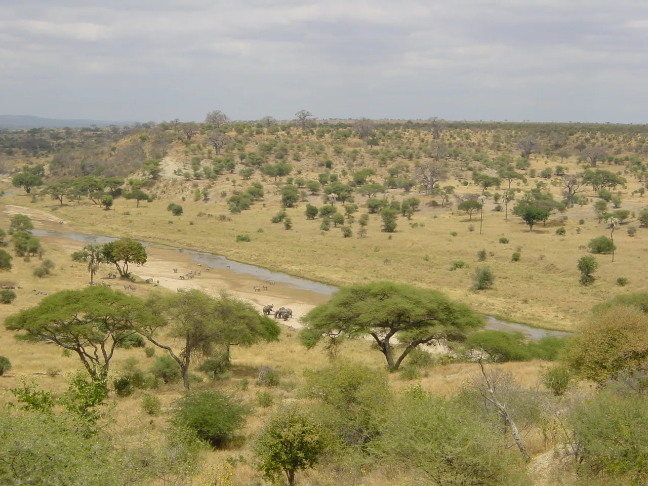 Savanna landscape with dry grasslands and scattered acacia trees at Tarangire National Park