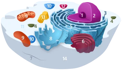 Cutaway diagram of a eukaryotic cell with the nucleus, mitochondria, and membrane-bound compartments labelled