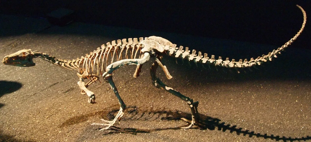 Eoraptor lunensis iskeletinin müze sergisi