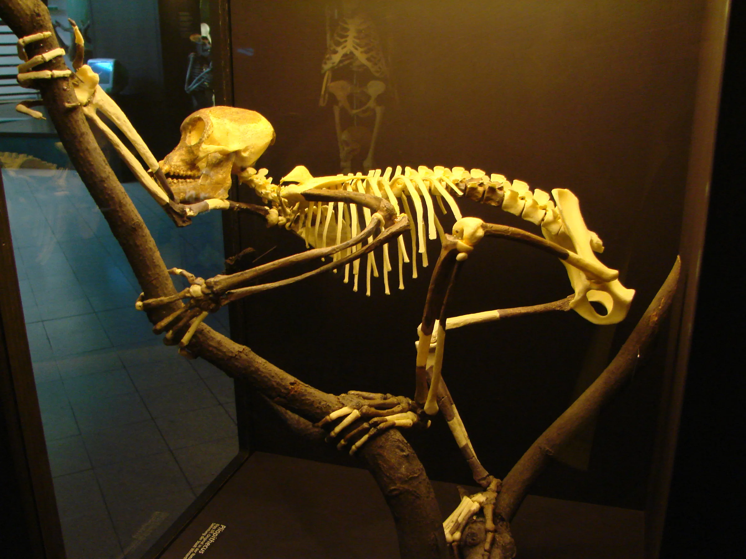 Reconstructed skeleton of Proconsul on display — a tail-less primate with arms and legs of similar length