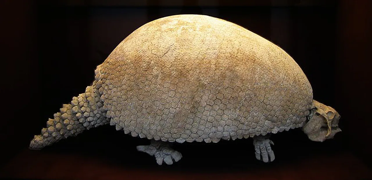 Glyptodon'un iskelet rekonstrüksiyonu; zırhlı dev bir Güney Amerika memelisi