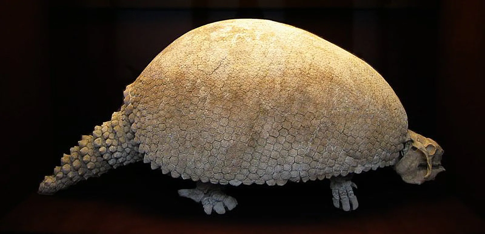 Glyptodon'un iskelet rekonstrüksiyonu; zırhlı dev bir Güney Amerika memelisi