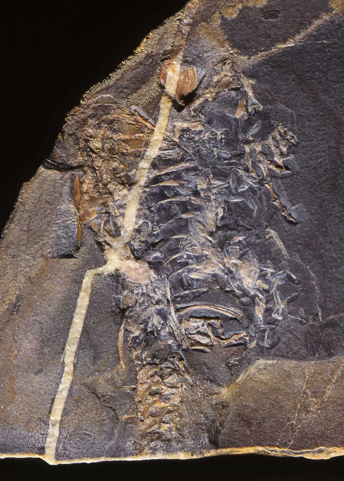 Fossil remains of Casineria kiddi, an early reptile-like or amniote-like tetrapod
