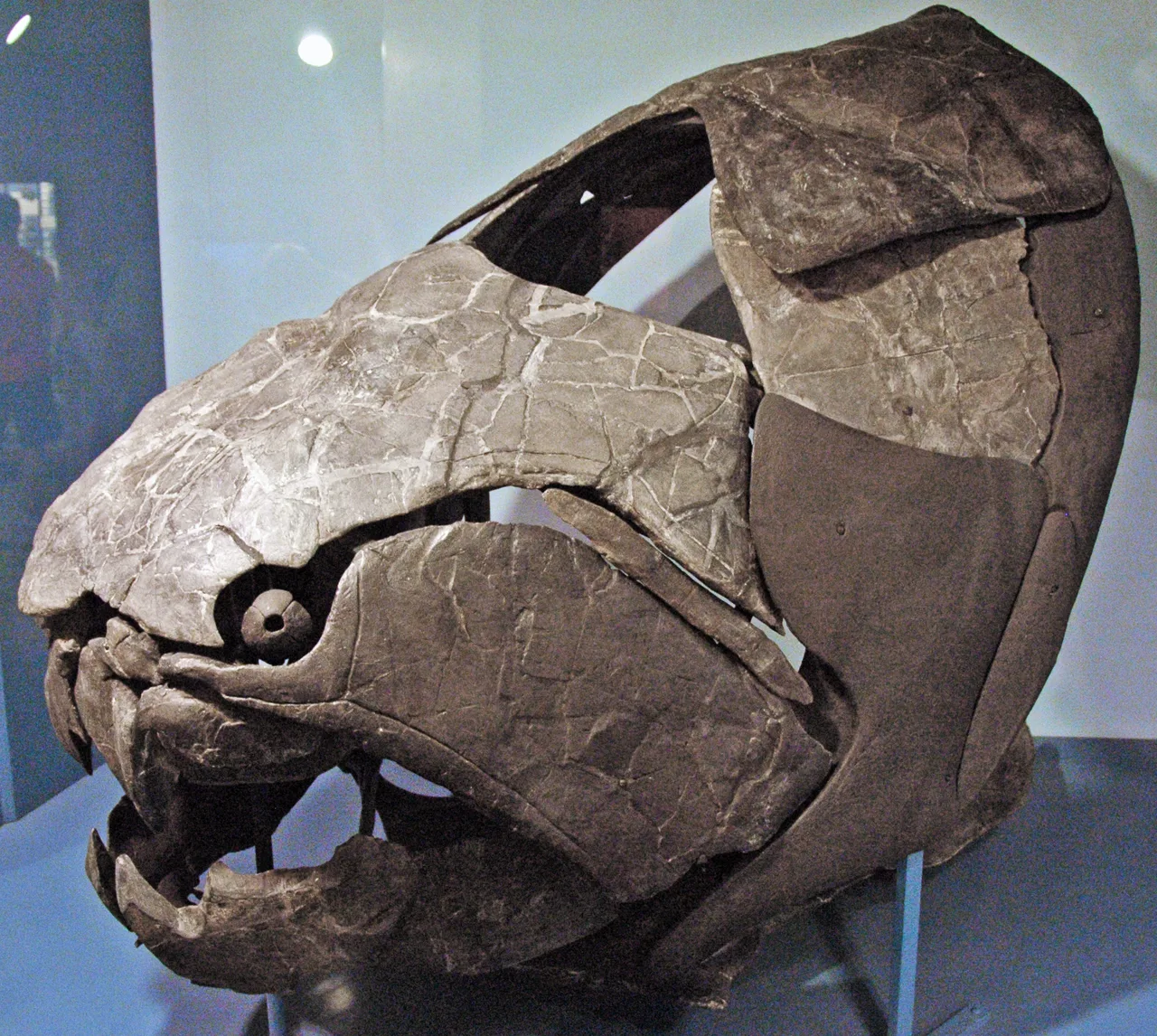 Fossil of Dunkleosteus terrelli — the armored head remains of a giant placoderm fish from the Devonian seas