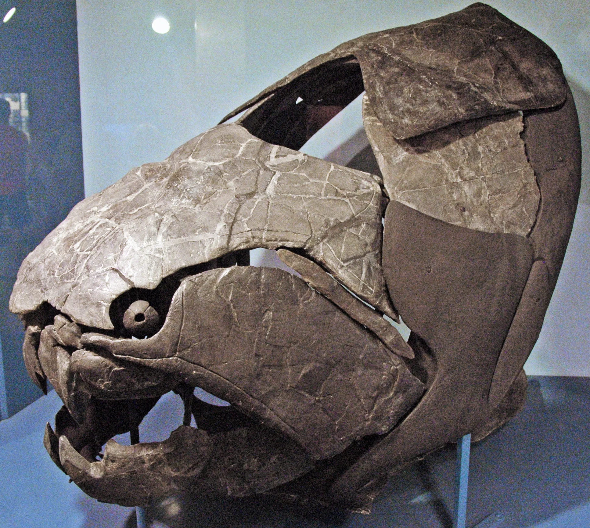 Dunkleosteus terrelli fosili — Devoniyen denizlerinin dev plakoderm balığının zırhlı kafa kalıntıları