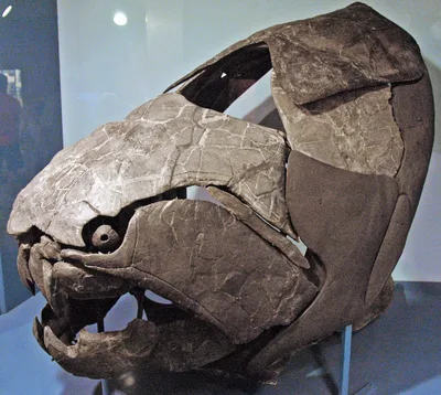 Fossil of Dunkleosteus terrelli — the armored head remains of a giant placoderm fish from the Devonian seas