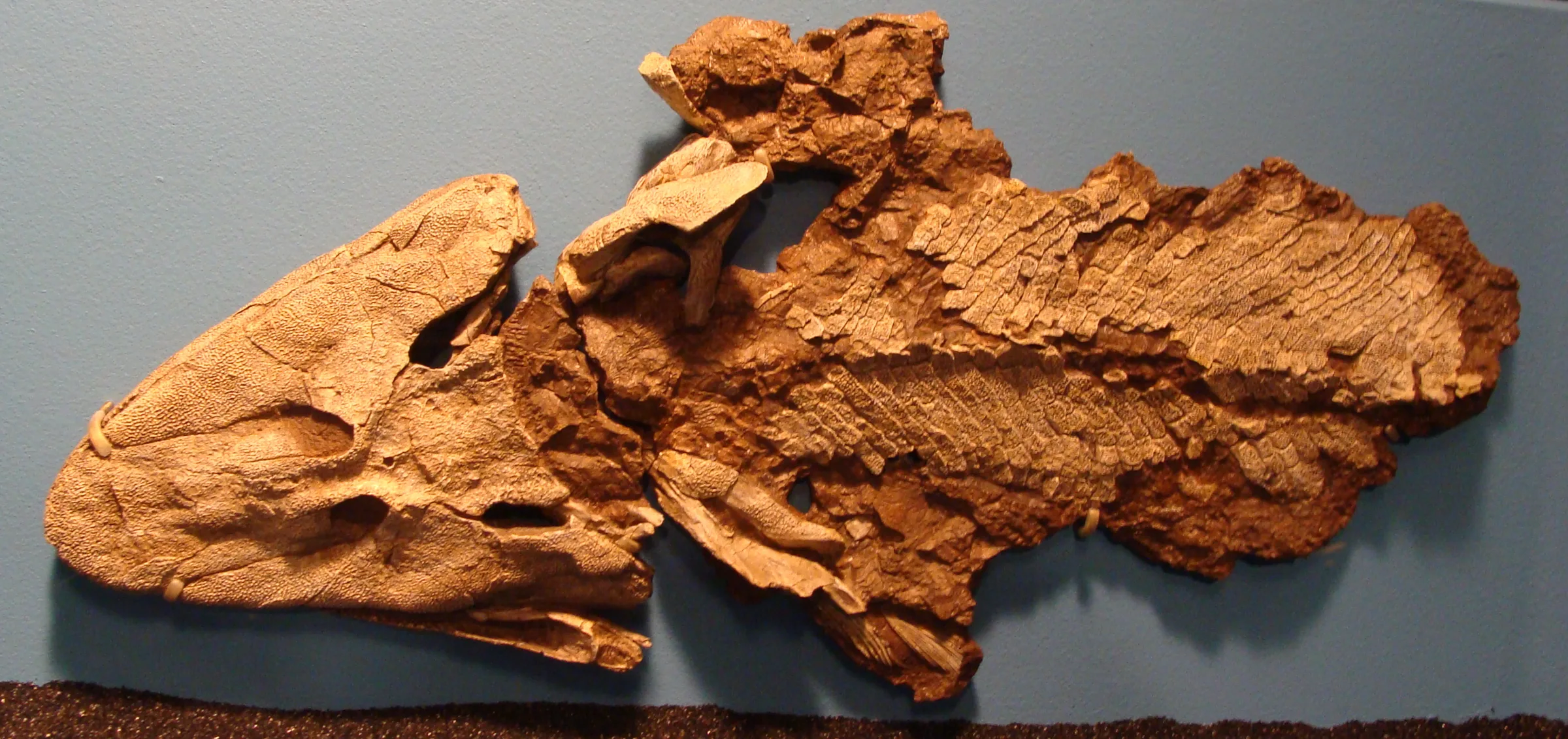 Tiktaalik roseae fosil iskeleti, müze sergisinde yandan görünüm
