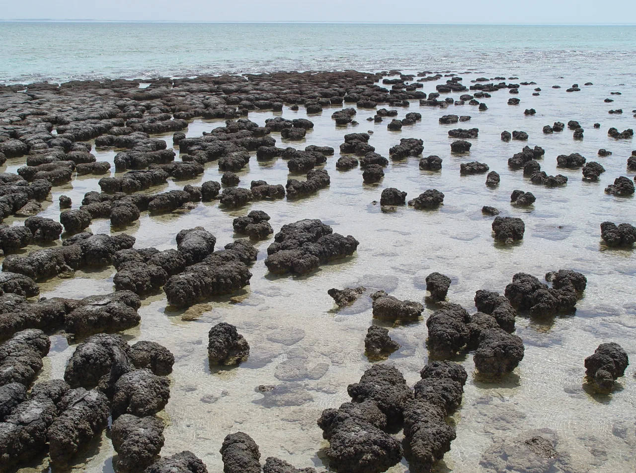 Batı Avustralya Shark Bay'de modern stromatolit kolonileri