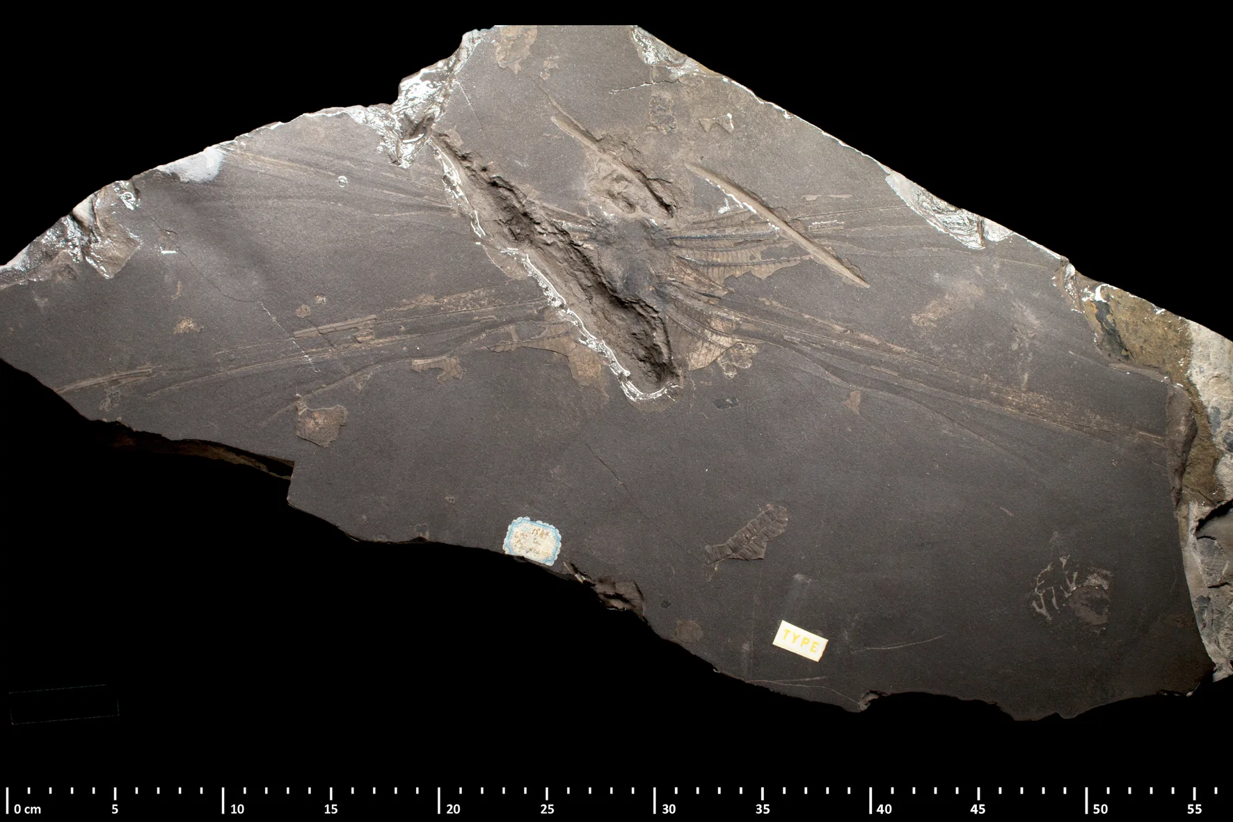 Fossil wing impression of Meganeura monyi from the collection of the Muséum National d'Histoire Naturelle (MNHN), Paris