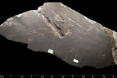 Fossil wing impression of Meganeura monyi from the collection of the Muséum National d'Histoire Naturelle (MNHN), Paris