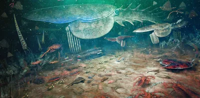 Life restoration of various marine species like Aegirocassis on the Ordovician ocean floor