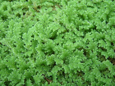 Small Azolla filiculoides ferns floating on the water surface with green and red flat leaves