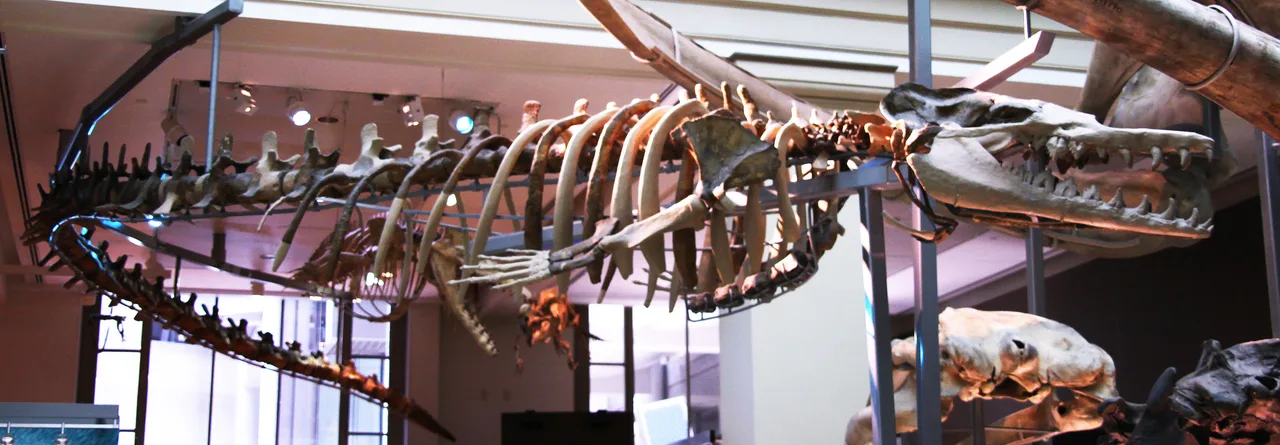 Long, serpentine skeleton of Basilosaurus cetoides displayed in side view at a museum