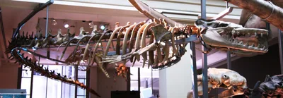 Long, serpentine skeleton of Basilosaurus cetoides displayed in side view at a museum