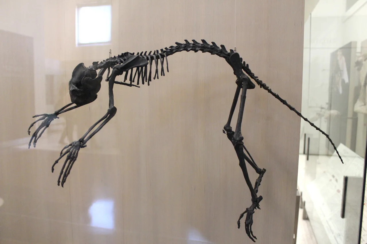 Notharctus tenebrosus'un iskelet fosili, American Museum of Natural History koleksiyonu