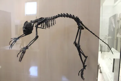 Skeletal fossil of Notharctus tenebrosus, American Museum of Natural History collection
