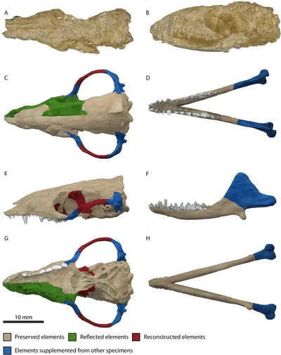 Restored skull of Morganucodon oehleri — an early mammaliaform from the Late Triassic–Early Jurassic