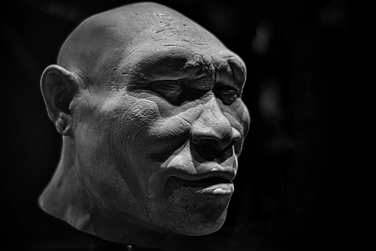 Bir müze vitrini içinde, kararlı bakışlı, koyu derili ve seyrek tüylü yetişkin Homo erectus modelinin başı ve omuzları