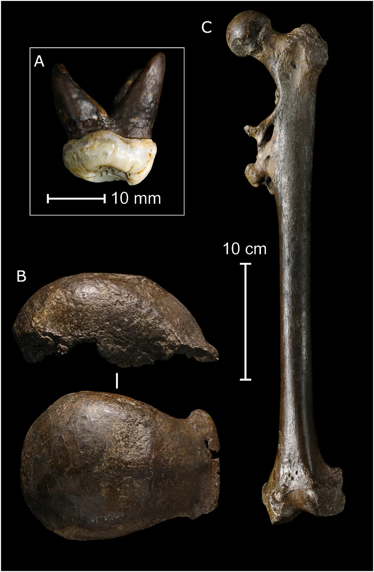 Java Adamı holotipi: Eugène Dubois'nın 1891'de Trinil'de bulduğu Homo erectus kafatası kapağı