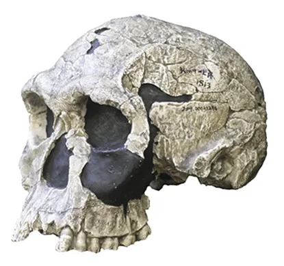 Homo habilis bireyine ait KNM-ER 1813 kafatası fosilinin yandan görünümü
