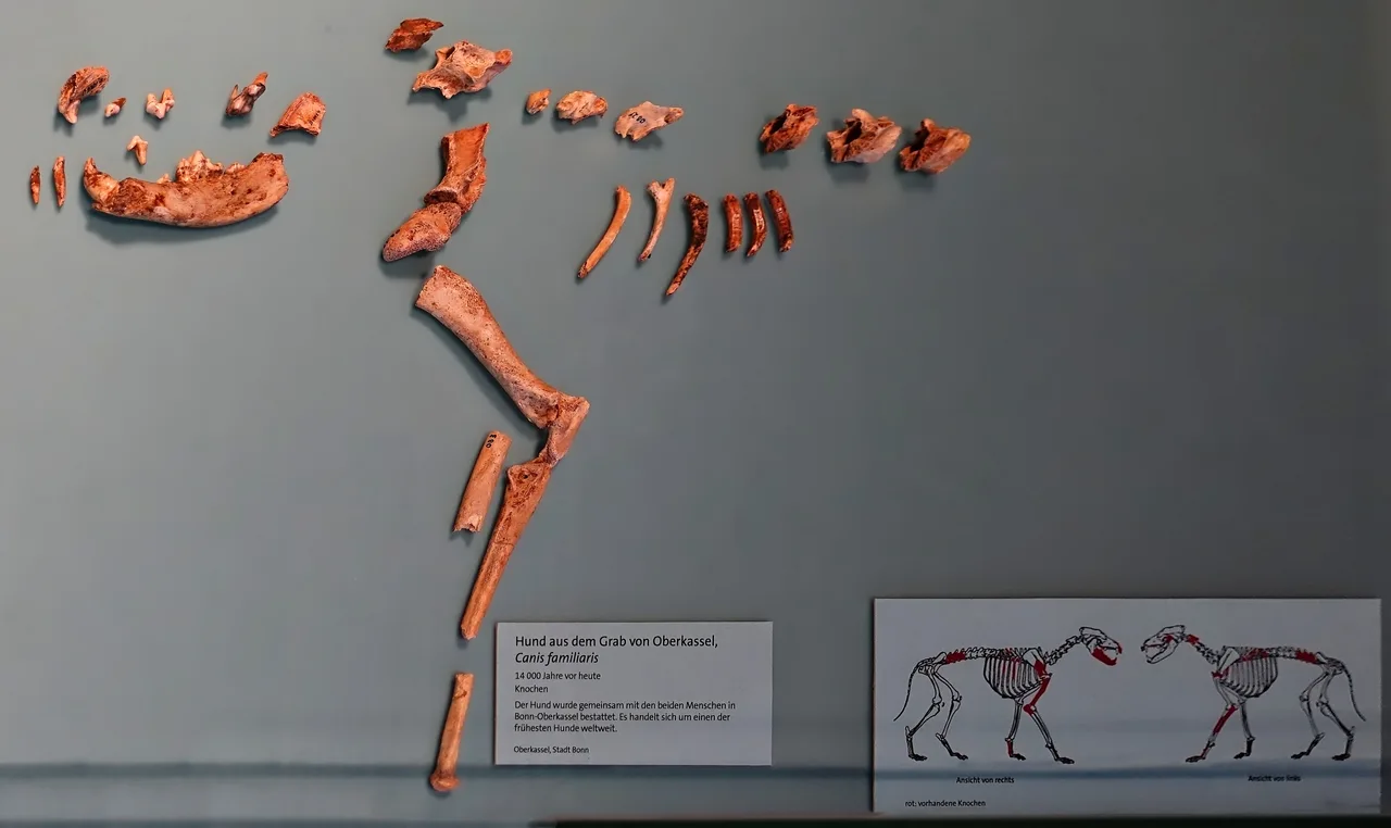 Bonn-Oberkassel mezarından çıkarılan, yaklaşık 14.200 yıllık genç köpeğin iskeleti