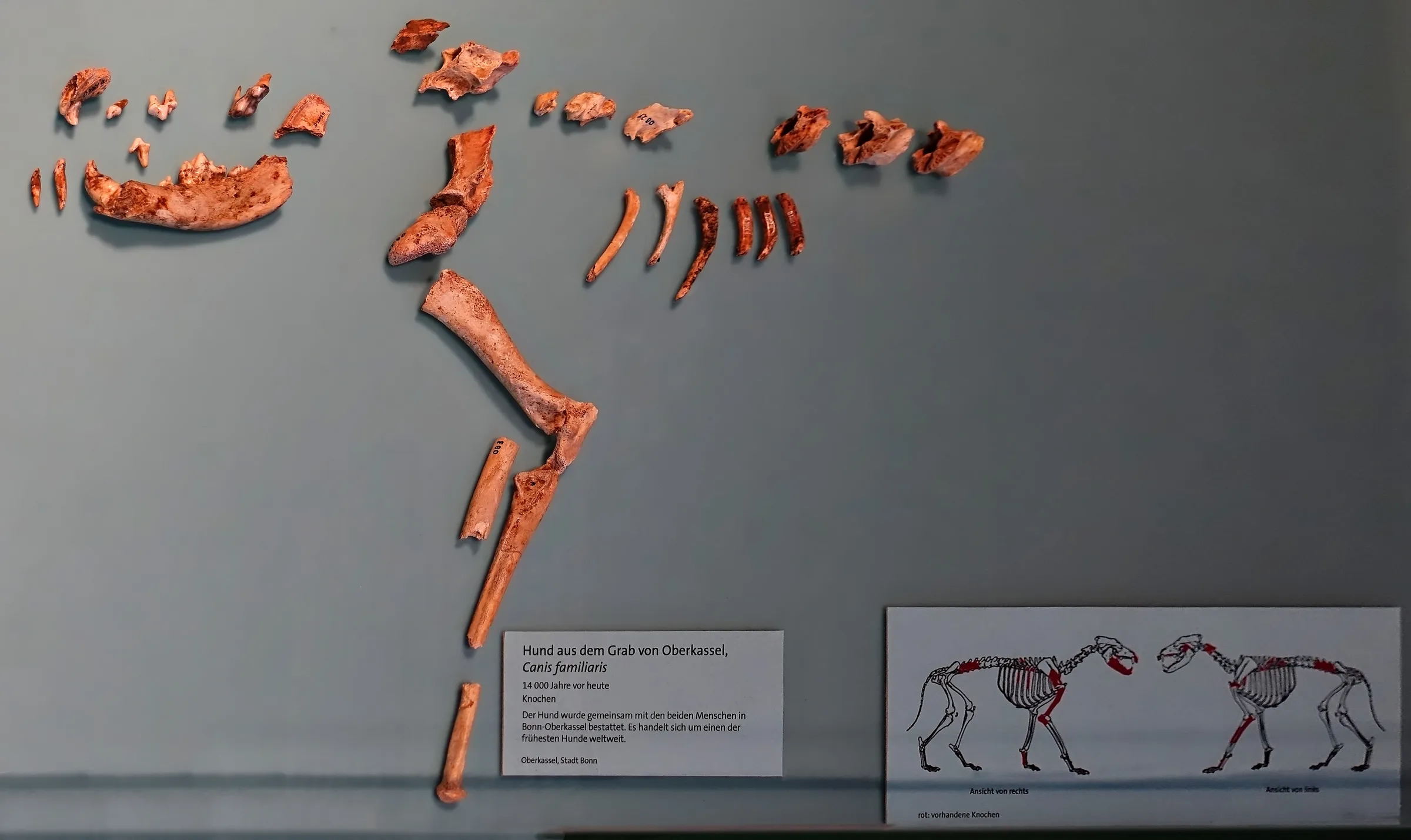 Bonn-Oberkassel mezarından çıkarılan, yaklaşık 14.200 yıllık genç köpeğin iskeleti