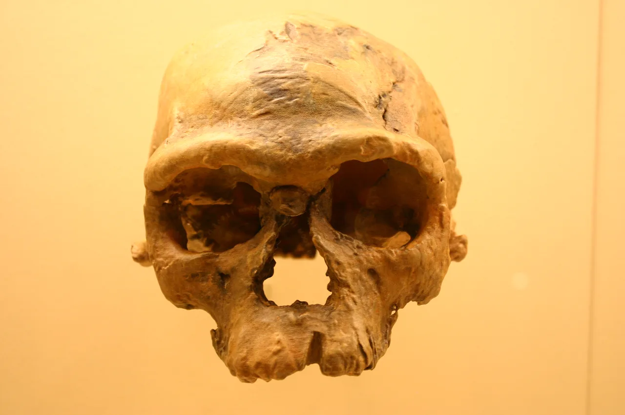 Müze vitrininde sergilenen, neredeyse tam korunmuş, gözlemcinin sağına dönük erken Homo sapiens kafatasının fotoğrafı