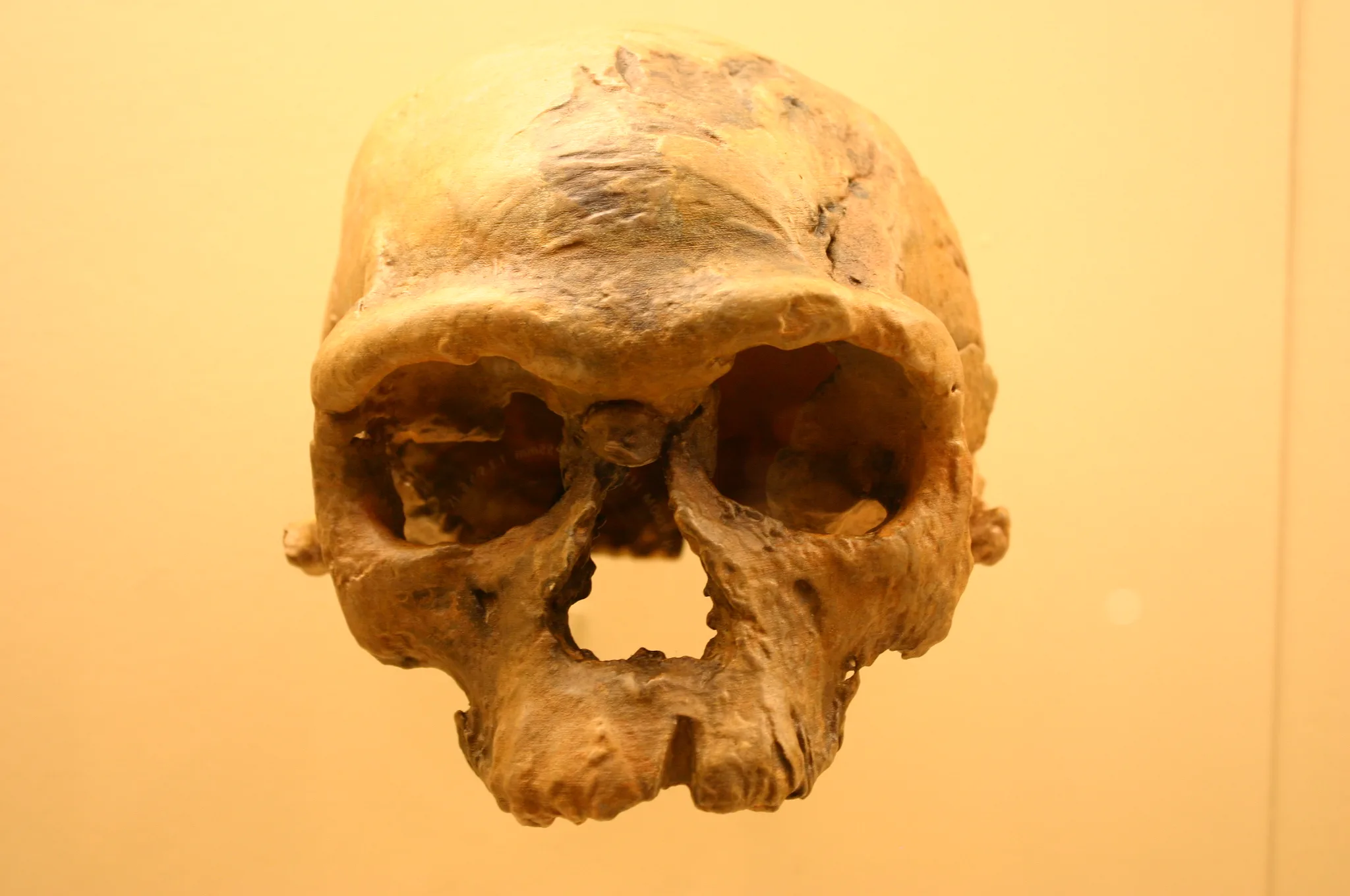Müze vitrininde sergilenen, neredeyse tam korunmuş, gözlemcinin sağına dönük erken Homo sapiens kafatasının fotoğrafı