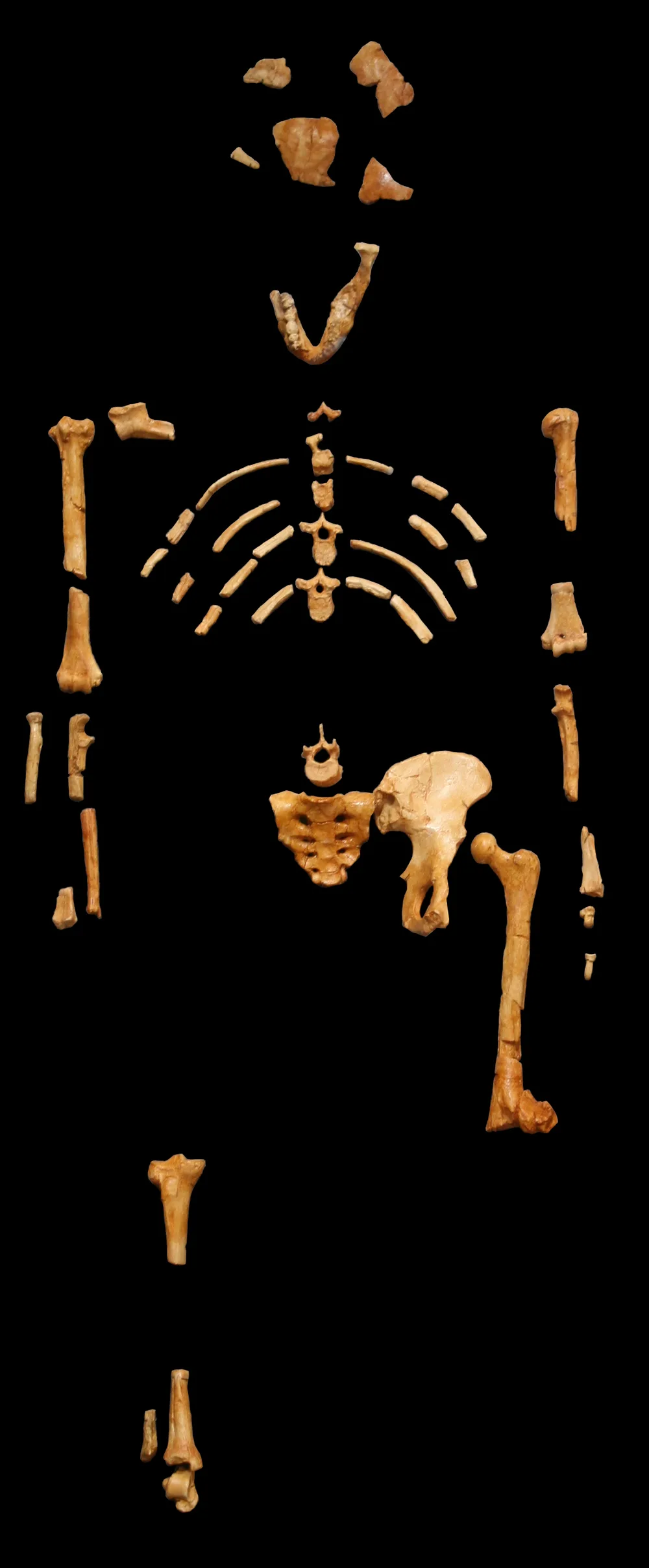 Siyah arkaplan üzerinde, kafatası ve iskelet kısımları orijinal kemiklerle birlikte sergilenen Australopithecus afarensis bireyinin yeniden yapılandırılmış kopyası