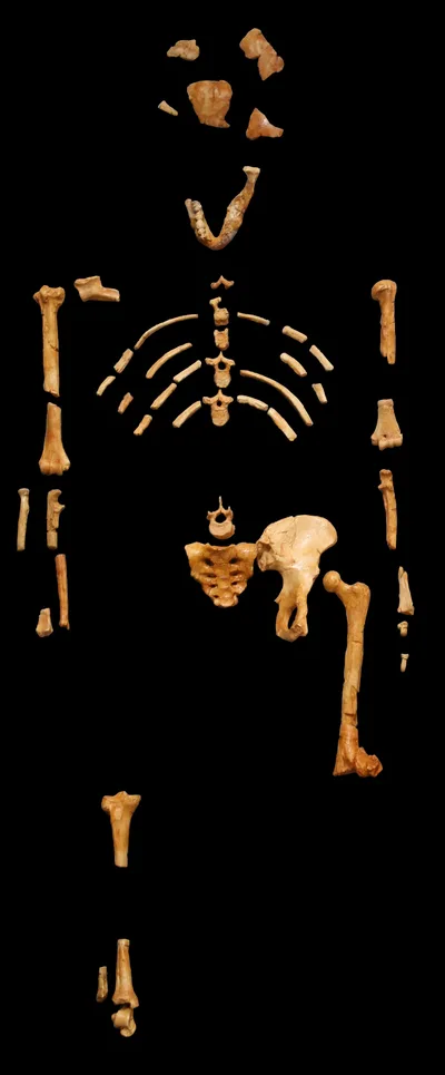 Reconstructed cast of an Australopithecus afarensis individual on a black background, with fossil bones inset into the assembled skeleton