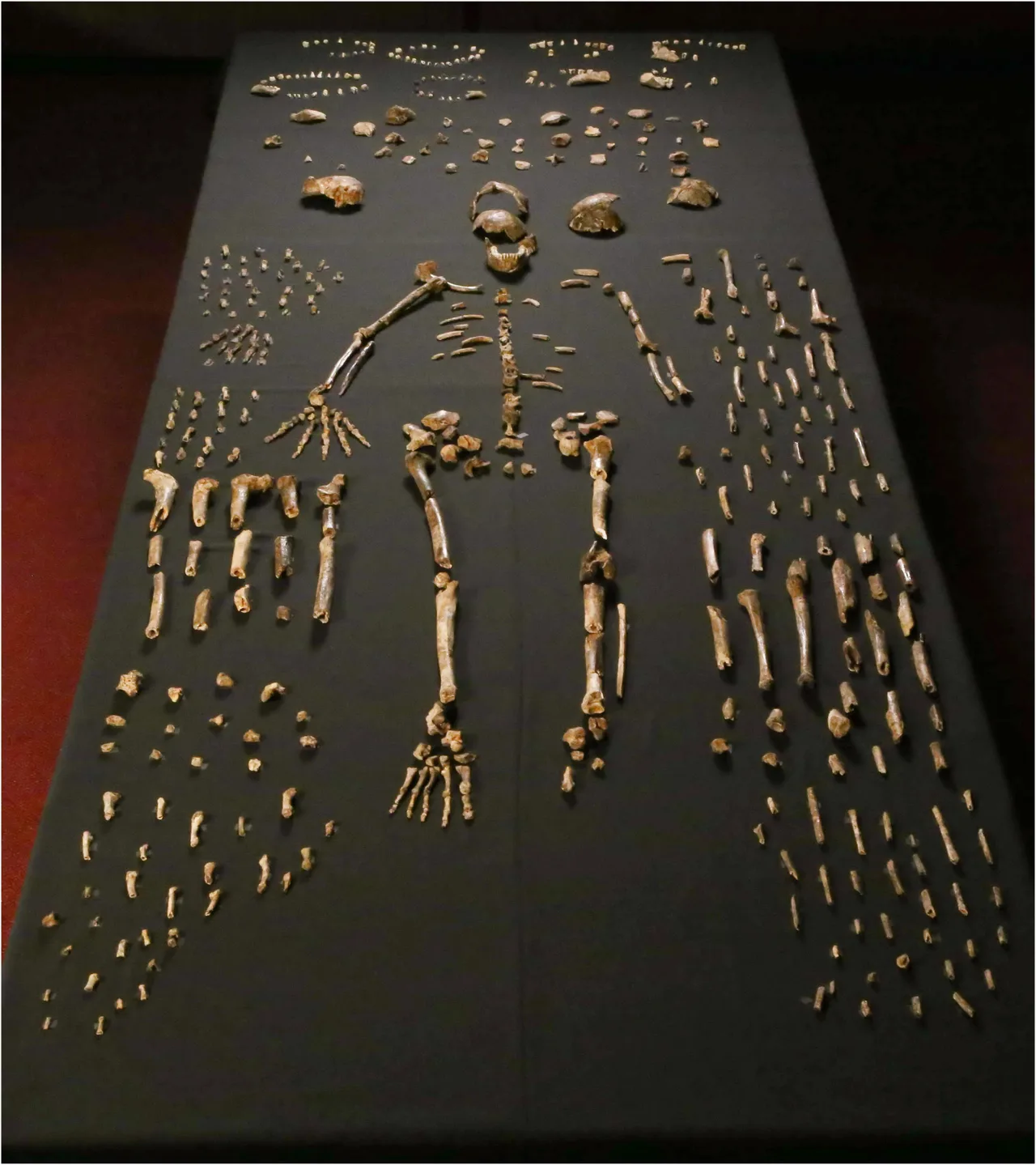 Homo naledi'ye ait fosil iskelet parçalarının siyah zemin üzerindeki düzenli dizilimi