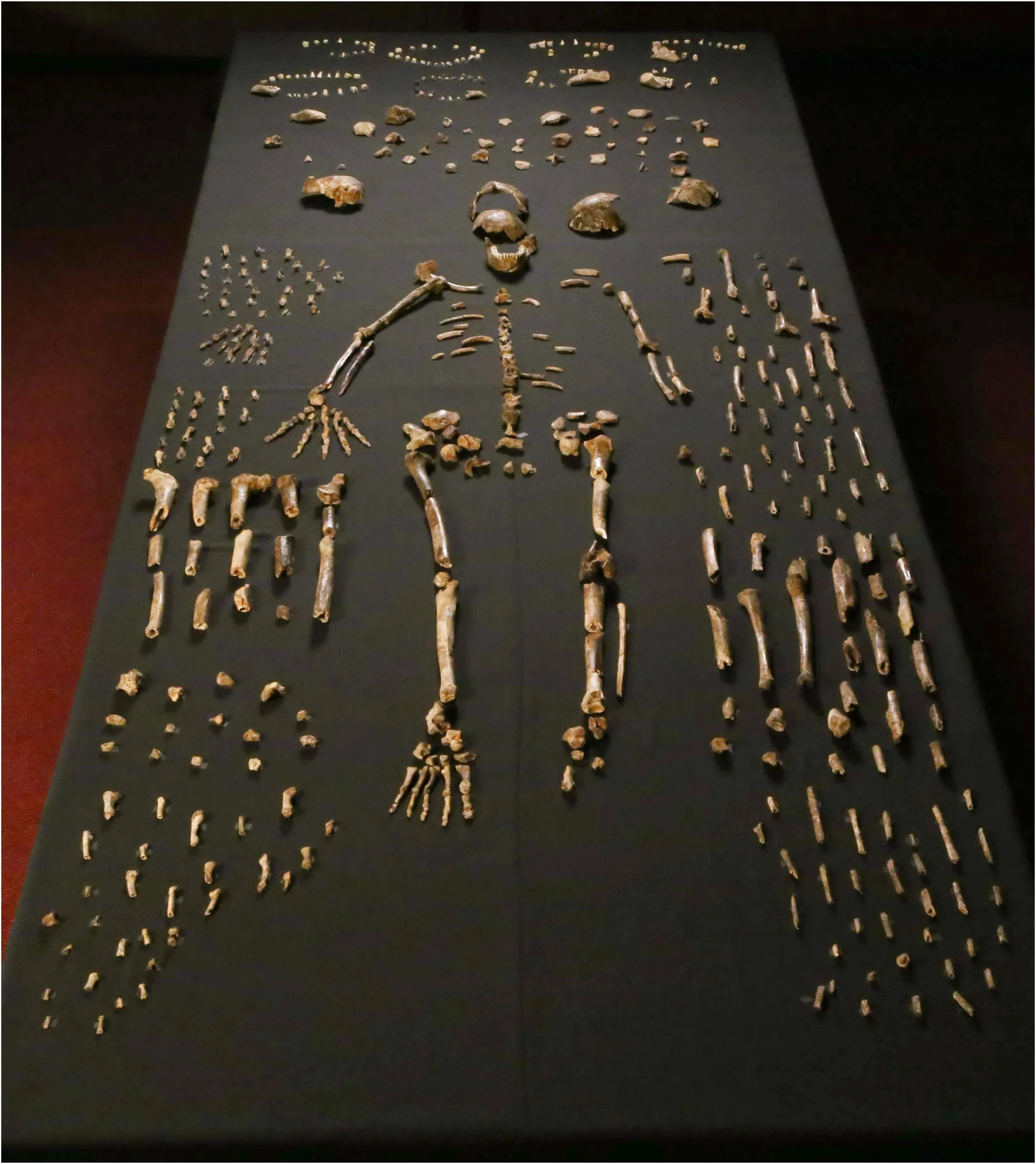 Homo naledi'ye ait fosil iskelet parçalarının siyah zemin üzerindeki düzenli dizilimi