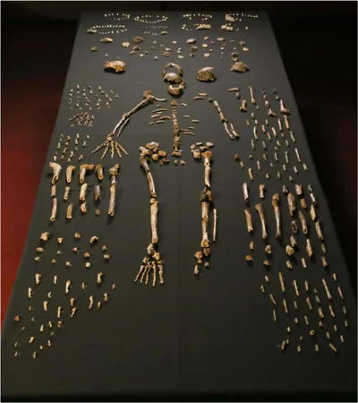 Skeletal fossil specimens of Homo naledi laid out on a black background