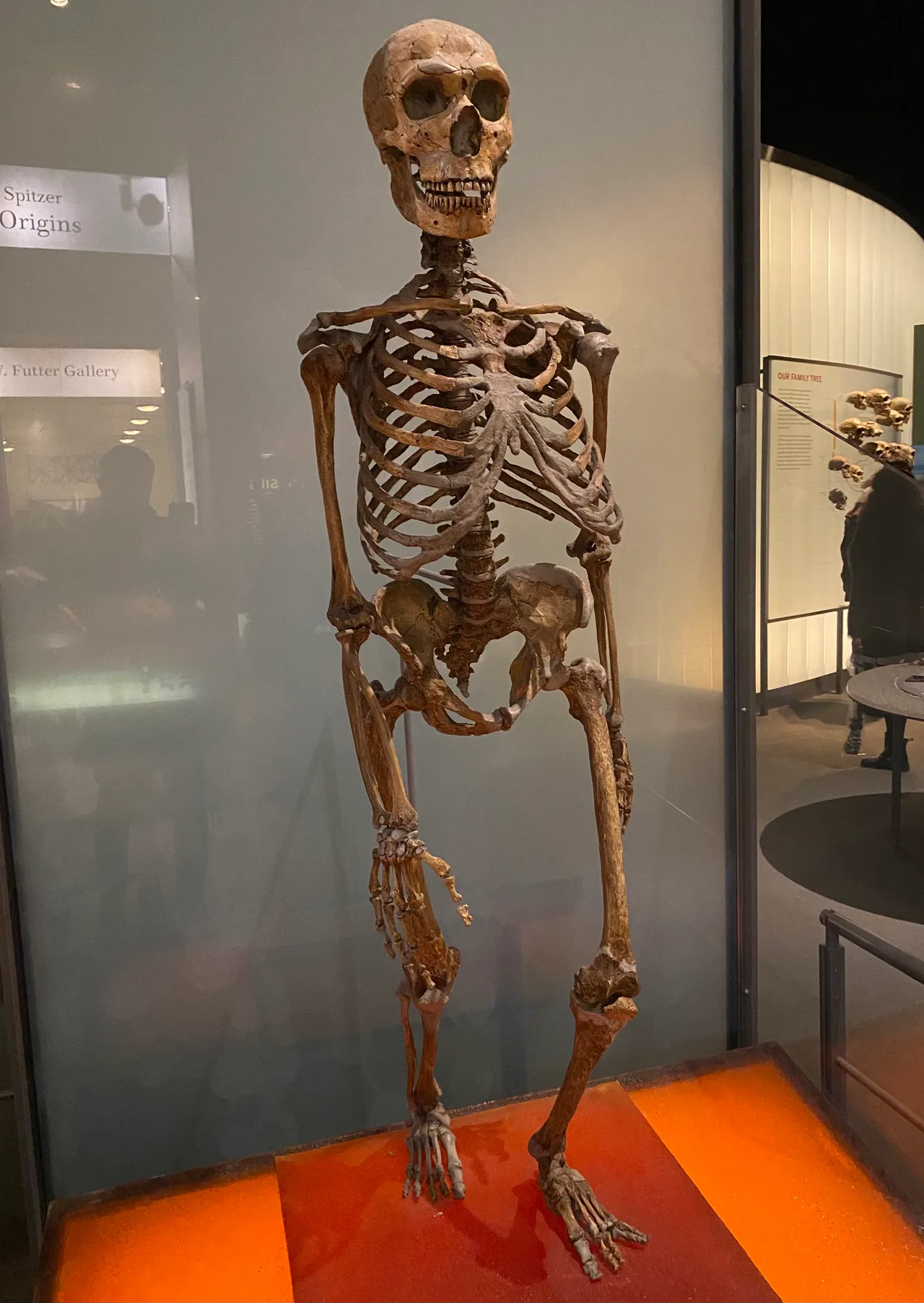 Amerikan Doğa Tarihi Müzesi'nde Neandertal iskelet rekonstrüksiyonu