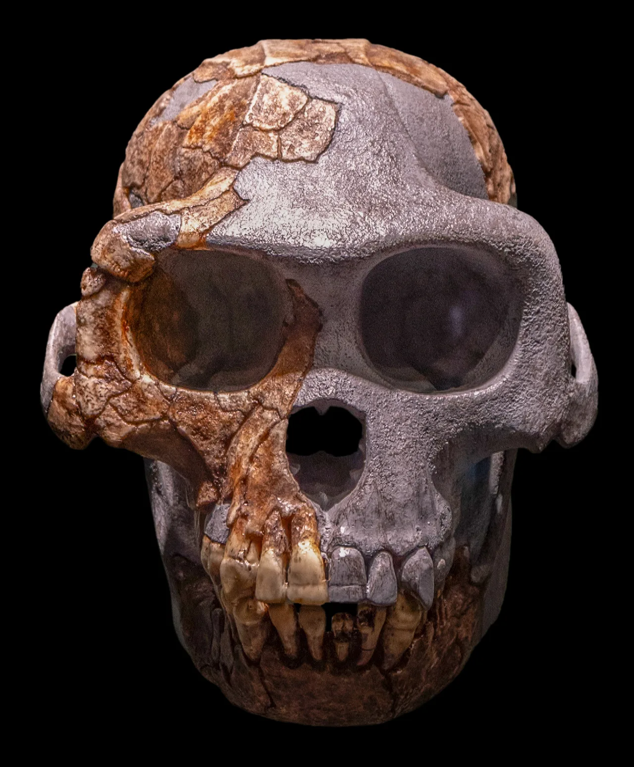 Royal Tyrrell Müzesi'nde sergilenen Ardipithecus ramidus kafatası kopyası