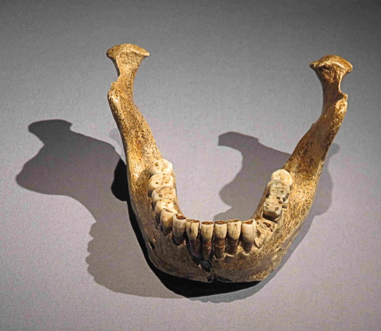 Side view of the Mauer mandible: a thick, toothless lower jaw of Homo heidelbergensis, displayed in a museum case