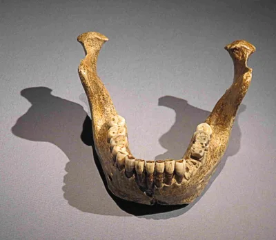 Side view of the Mauer mandible: a thick, toothless lower jaw of Homo heidelbergensis, displayed in a museum case