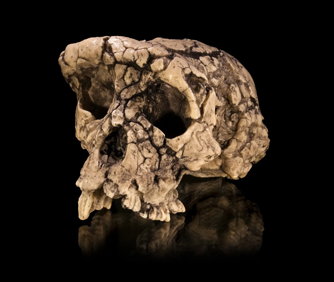 Sahelanthropus tchadensis kafatası fosili TM 266-01-060-1, koyu zemin üzerinde sergileniyor