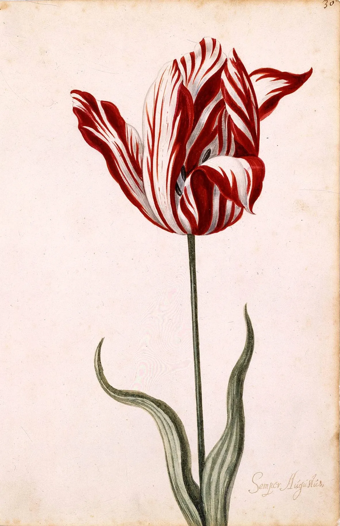 Anonymous 17th-century watercolour of the Semper Augustus tulip: a single flame-striped red-and-white bloom on a slim green stem with leaves
