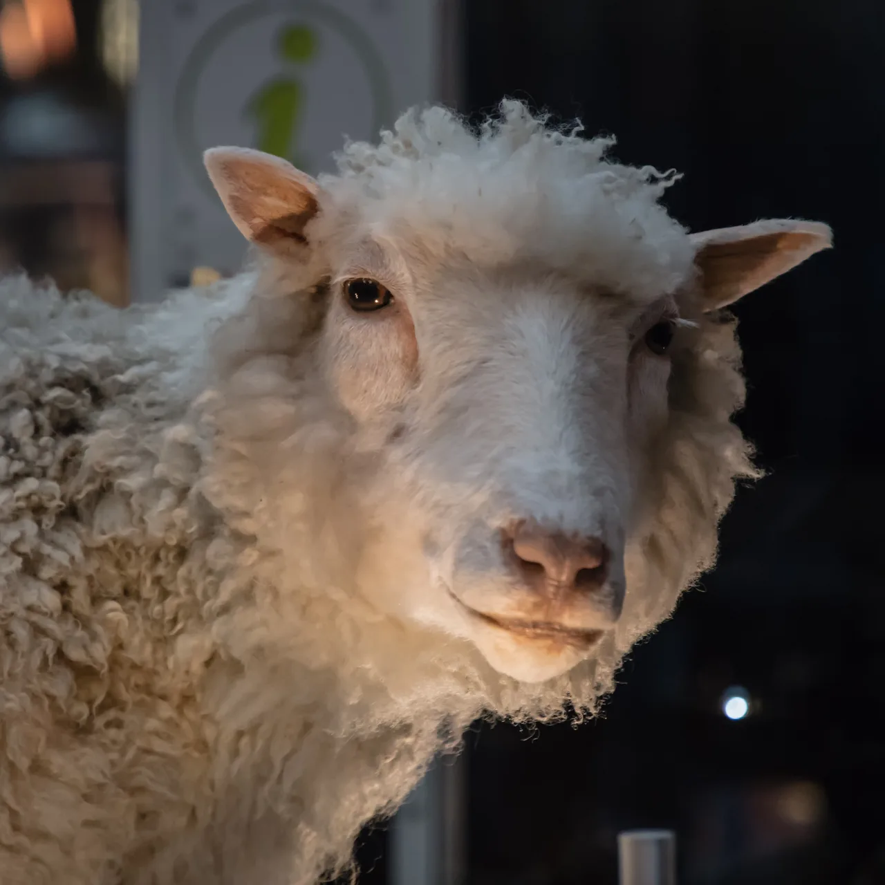The taxidermied white-fleeced sheep Dolly displayed on a rotating museum platform, photographed in side profile against a dark vitrine