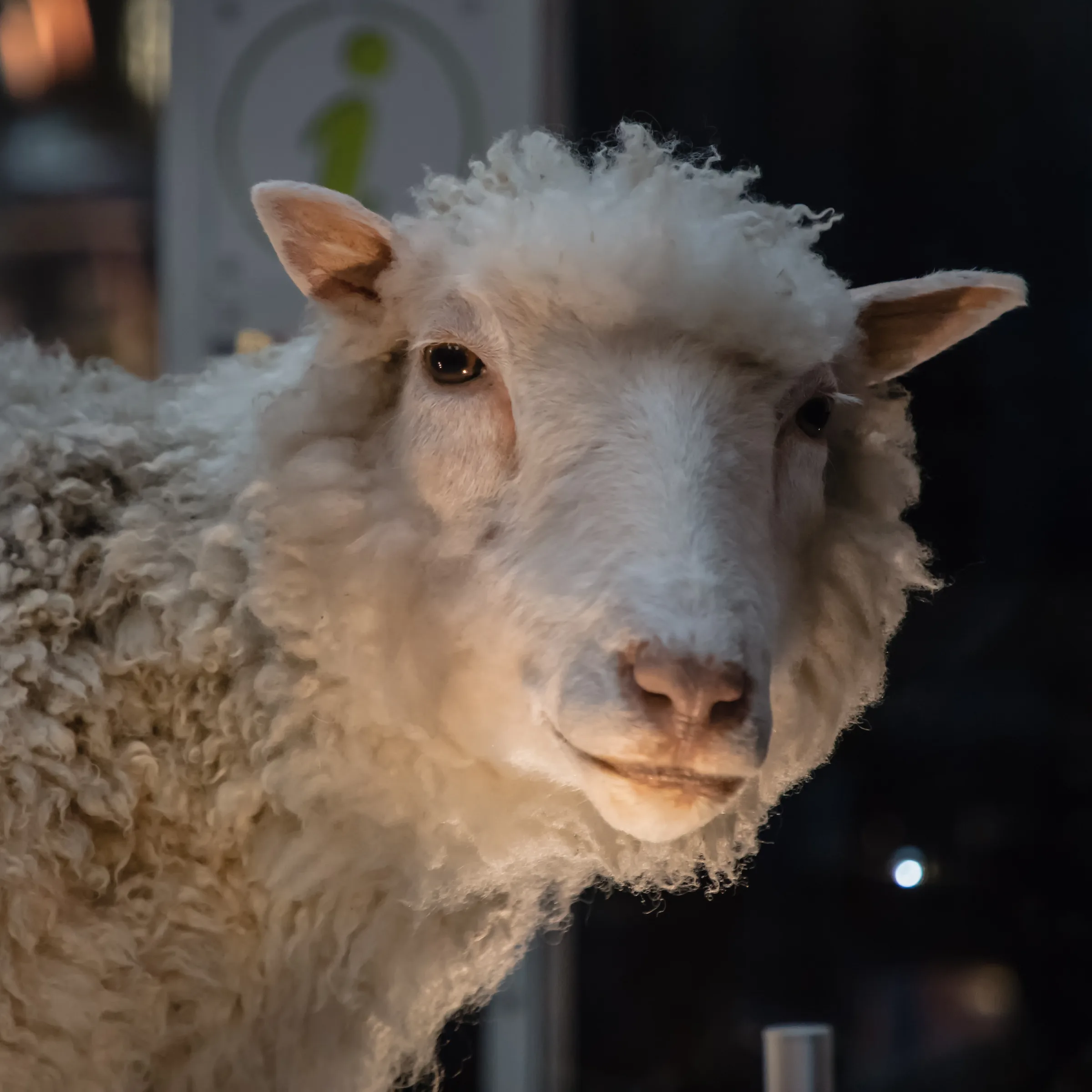 The taxidermied white-fleeced sheep Dolly displayed on a rotating museum platform, photographed in side profile against a dark vitrine