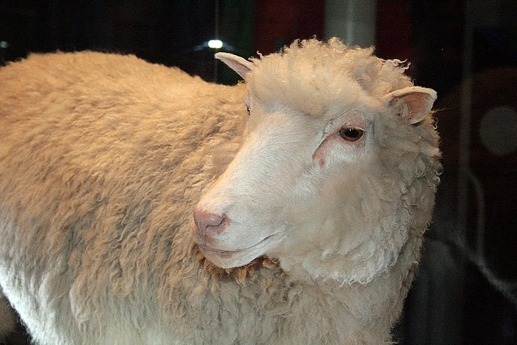 A close-up portrait of Dolly's face, the first mammal cloned via somatic cell nuclear transfer