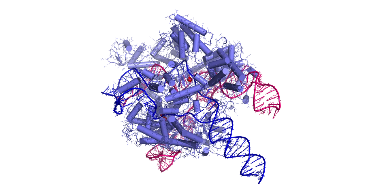 Three-dimensional molecular visualisation of the Cas9 protein (large grey mass) bound to a single-guide RNA (orange helix) and target DNA (blue-green double helix); the protein clamped around the DNA, poised to cut