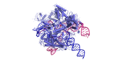 Three-dimensional molecular visualisation of the Cas9 protein (large grey mass) bound to a single-guide RNA (orange helix) and target DNA (blue-green double helix); the protein clamped around the DNA, poised to cut
